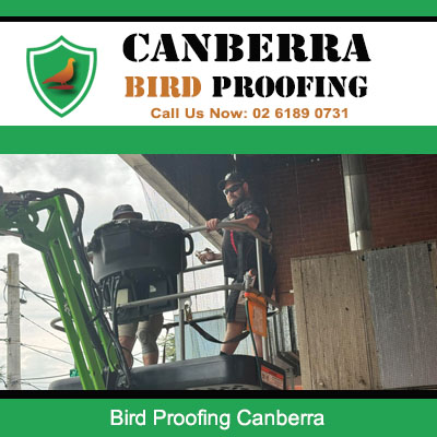 Bird proofing technician installing protective netting on Canberra residential property